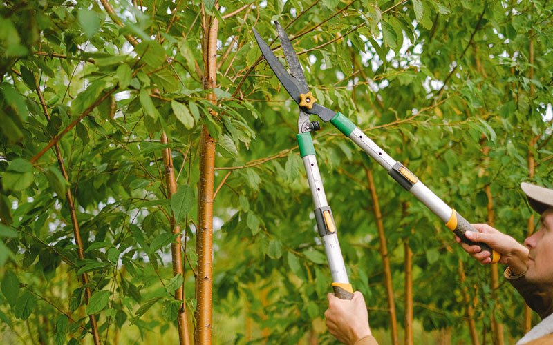 Tree trimming in Cosmos, MN