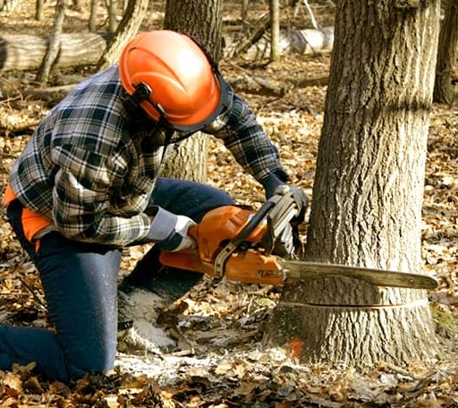 Tree Removal in Cosmos, MN